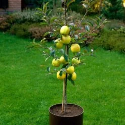 Golden Delicious Apple Tree 13 Golden Delicious Apple Tree -Soft Fruit Paradise FRU0228 3