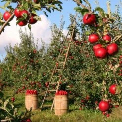 Fiesta Apple Tree -Soft Fruit Paradise FRU0233 2