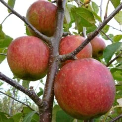 Falstaff Apple Tree 10 Falstaff Apple Tree -Soft Fruit Paradise FRU0235 1