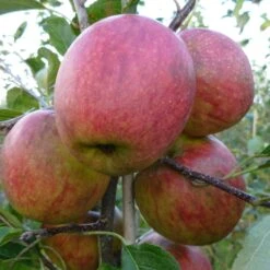 Falstaff Apple Tree 9 Falstaff Apple Tree -Soft Fruit Paradise FRU0235 2