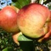 Falstaff Apple Tree 2 Falstaff Apple Tree -Soft Fruit Paradise FRU0235 3