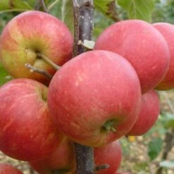 Elstar Apple Tree 9 Elstar Apple Tree -Soft Fruit Paradise FRU0239 2