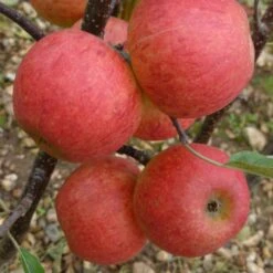 Elstar Apple Tree 10 Elstar Apple Tree -Soft Fruit Paradise FRU0239 3