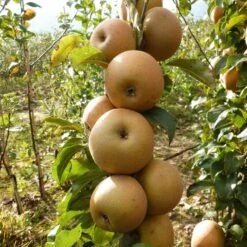 Best Apple Trees For Any Purpose | Growers' Choice 17 Best Apple Trees For Any Purpose | Growers' Choice -Soft Fruit Paradise FRU0241 1 c43ea40e e824 4bf5 b169 8efa7582996d