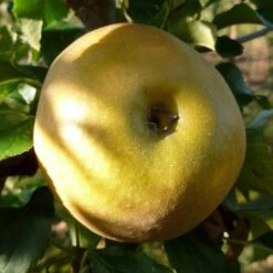 Egremont Russet Apple Tree Dwarfing Rootstock -Soft Fruit Paradise FRU0241 2