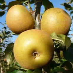 Egremont Russet Apple Tree Dwarfing Rootstock -Soft Fruit Paradise FRU0241 3