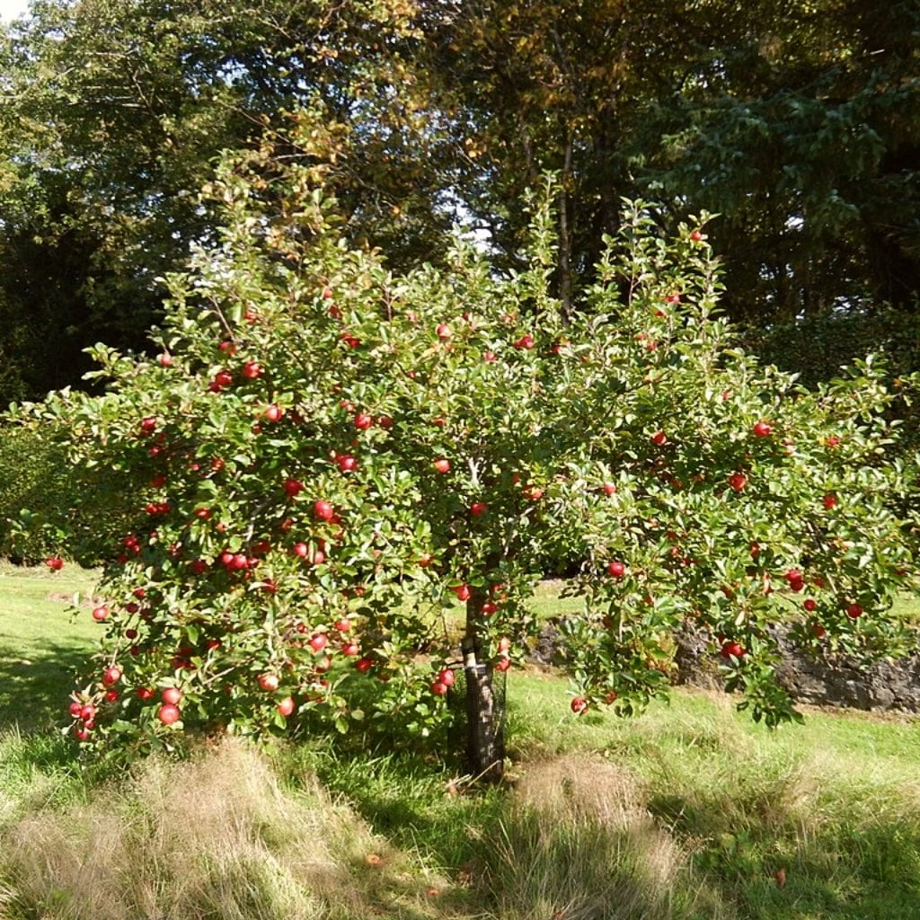 The 3 Best Fruit Trees For Small Gardens | Apple, Cherry & Fig 5 The 3 Best Fruit Trees For Small Gardens | Apple, Cherry & Fig - Image 3