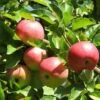 'Discovery' Semi-Dwarf Apple Tree 2 'Discovery' Semi-Dwarf Apple Tree -Soft Fruit Paradise FRU0242 4