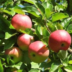 3 Super Easy To Grow Fruit Trees | Apple, Fig & Plum 13 3 Super Easy To Grow Fruit Trees | Apple, Fig & Plum -Soft Fruit Paradise FRU0242 4 01c16f68 dc73 45ca a14e d99d9c1fc13c