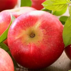 'Discovery' Semi-Dwarf Apple Tree -Soft Fruit Paradise FRU0242 6