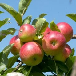 Cross-Pollinating Apple Collection | Bramley, Gala & Discovery 16 Cross-Pollinating Apple Collection | Bramley, Gala & Discovery -Soft Fruit Paradise FRU0243 1 15ec1a5b 1906 4911 bd4c 19e8b2d68520