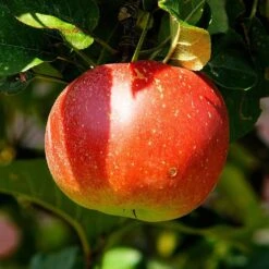 'Discovery' Semi-Dwarf Apple Tree -Soft Fruit Paradise FRU0243 2
