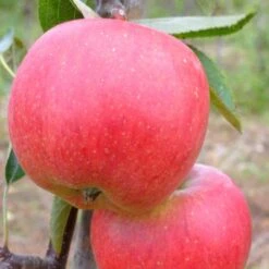 Braeburn Hillwell Apple Tree -Soft Fruit Paradise FRU0249 2