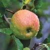 Blenheim Orange Apple Tree 1 Blenheim Orange Apple Tree -Soft Fruit Paradise FRU0251 1 5bb2b669 d02c 4af9 b810 5366af20ec41