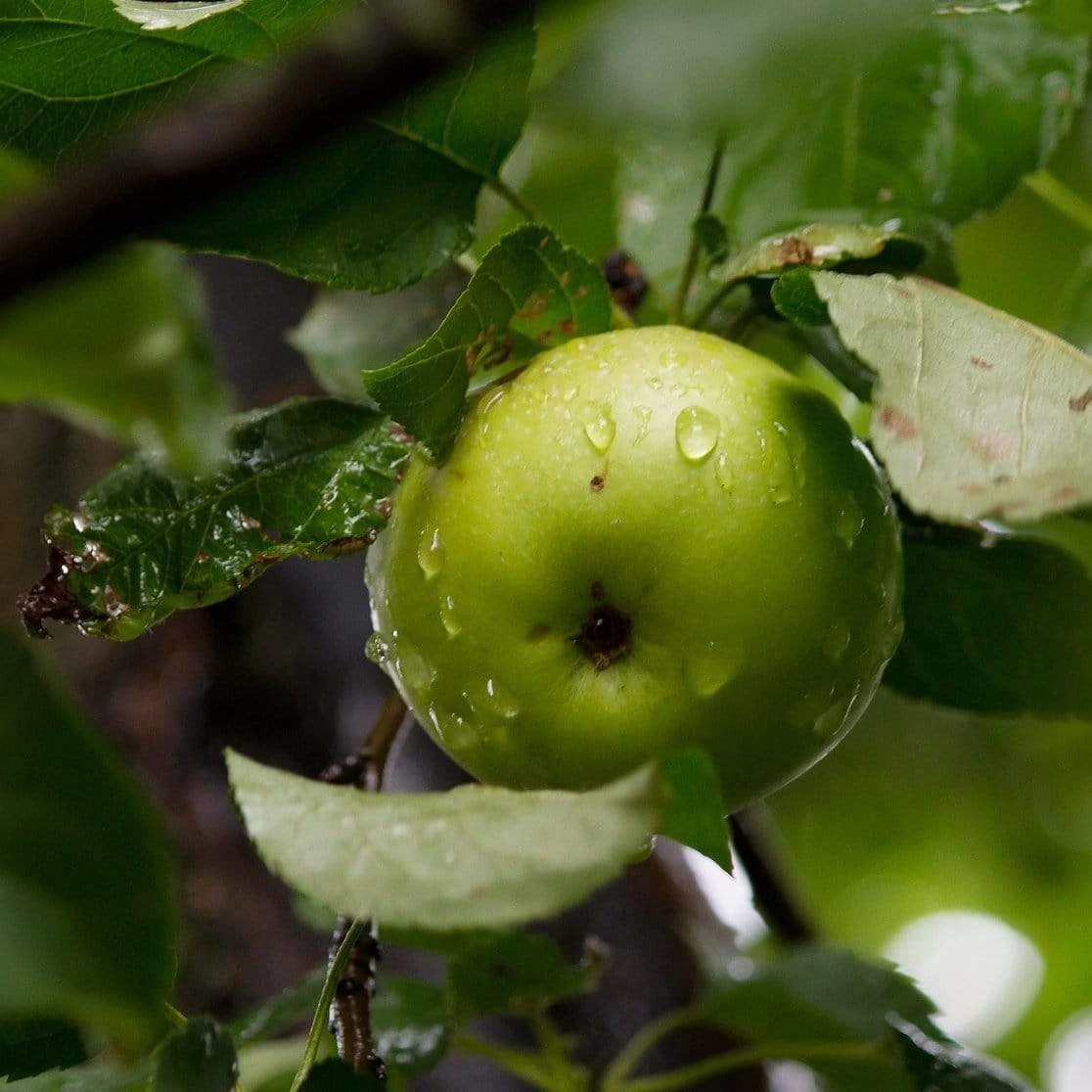 Bramley's Seedling Apple Tree 5 Bramley's Seedling Apple Tree - Image 3
