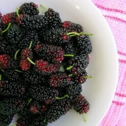 'King James' Mulberry Tree | Morus Nigra -Soft Fruit Paradise FRU0380 4
