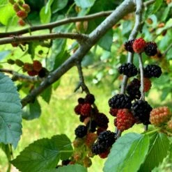 'King James' Mulberry Tree | Morus Nigra -Soft Fruit Paradise FRU0380 5