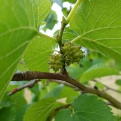 'King James' Mulberry Tree | Morus Nigra -Soft Fruit Paradise FRU0380 7