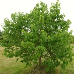 'King James' Mulberry Tree | Morus Nigra -Soft Fruit Paradise FRU0380 8