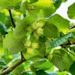 A Completely Edible Hedge | 3/5/10/20m Packs -Soft Fruit Paradise FRU0395 1 71188b30 7433 4fb5 9094 d438602f6b86