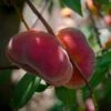 'Saturne' Peach Tree -Soft Fruit Paradise FRU0422 1