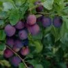 'Guinevere' Plum Tree -Soft Fruit Paradise FRU0435 1