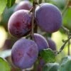'Rivers Early Prolific' Plum Tree 1 'Rivers Early Prolific' Plum Tree -Soft Fruit Paradise FRU0437 1