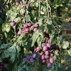 'Rivers Early Prolific' Plum Tree 8 'Rivers Early Prolific' Plum Tree -Soft Fruit Paradise FRU0437 2