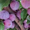 'Lizzie' Plum Tree -Soft Fruit Paradise FRU0439 1