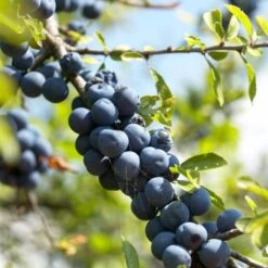 'Southampton Selection' Sloe Tree 10 'Southampton Selection' Sloe Tree -Soft Fruit Paradise FRU0441 1 94791b2e dddb 4211 925f a0c8780559d0