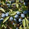 'Southampton Selection' Sloe Tree 2 'Southampton Selection' Sloe Tree -Soft Fruit Paradise FRU0441 2 2bd84aa8 0f5a 432b 8da0 598c6ffa4278