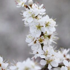 'Southampton Selection' Sloe Tree 9 'Southampton Selection' Sloe Tree -Soft Fruit Paradise FRU0441 3 2457e5ec c895 4c69 8f4b f2f32ae67a0e