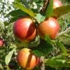 'Ellisons Orange' Apple Tree 1 'Ellisons Orange' Apple Tree -Soft Fruit Paradise FRU0452 1