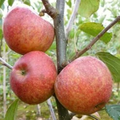 'Kidd's Orange Pippin' Apple Tree -Soft Fruit Paradise FRU0455 1
