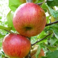 'Pixie' Apple Tree 12 'Pixie' Apple Tree -Soft Fruit Paradise FRU0459 1