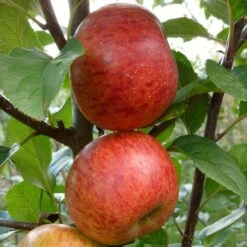 'Pixie' Apple Tree 13 'Pixie' Apple Tree -Soft Fruit Paradise FRU0459 2