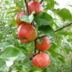 'Pixie' Apple Tree 14 'Pixie' Apple Tree -Soft Fruit Paradise FRU0459 3