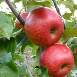 'Pixie' Apple Tree 15 'Pixie' Apple Tree -Soft Fruit Paradise FRU0459 4