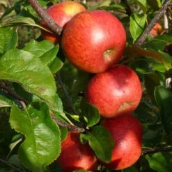 'Pixie' Apple Tree 16 'Pixie' Apple Tree -Soft Fruit Paradise FRU0459 5