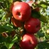'Pixie' Apple Tree 1 'Pixie' Apple Tree -Soft Fruit Paradise FRU0459 6