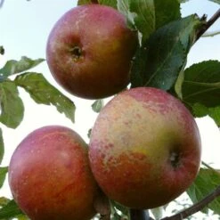 'Queen Cox' Apple Tree 10 'Queen Cox' Apple Tree -Soft Fruit Paradise FRU0461 1