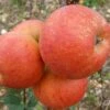 'Rubinette' Apple Tree 1 'Rubinette' Apple Tree -Soft Fruit Paradise FRU0464 2