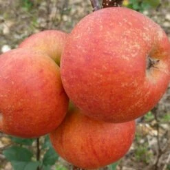 Best Apple Trees For Any Purpose | Growers' Choice 13 Best Apple Trees For Any Purpose | Growers' Choice -Soft Fruit Paradise FRU0464 2 d9e595f1 5a69 4549 b473 0d8d153e319d