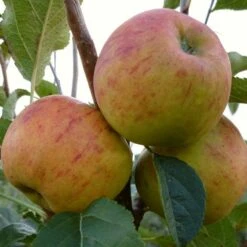 'Winter Gem' Apple Tree 12 'Winter Gem' Apple Tree -Soft Fruit Paradise FRU0466 3