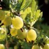 Hinnonmaki Yellow' Gooseberry Bush 1 Hinnonmaki Yellow' Gooseberry Bush -Soft Fruit Paradise FRU0474 1