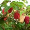'Cascade Delight' Raspberry Plant -Soft Fruit Paradise FRU0479 1
