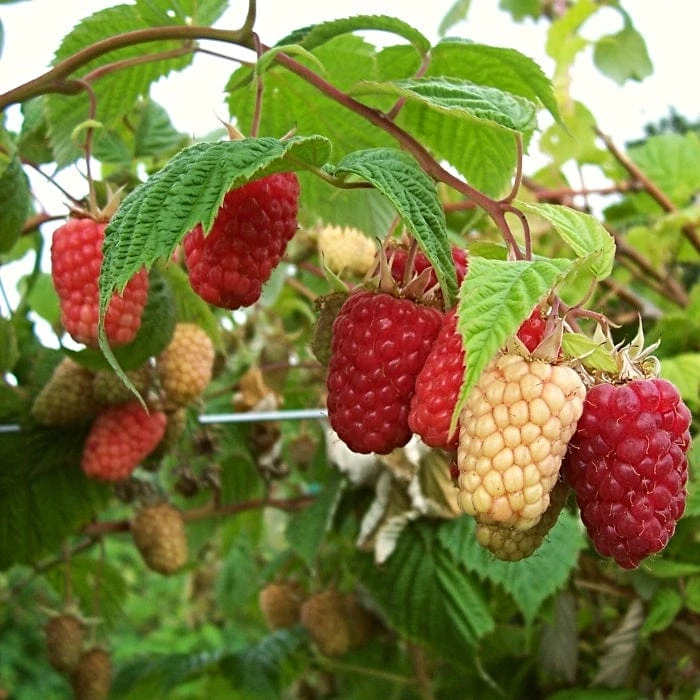 'Cascade Delight' Raspberry Plant 3 'Cascade Delight' Raspberry Plant
