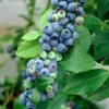 'Earliblue' Blueberry Bush 1 'Earliblue' Blueberry Bush -Soft Fruit Paradise FRU0483 1