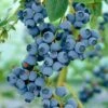 Ozarkblue' Blueberry Bush -Soft Fruit Paradise FRU0485 1