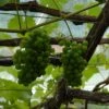 'Orion' Grape Vine 2 'Orion' Grape Vine -Soft Fruit Paradise FRU0490 1